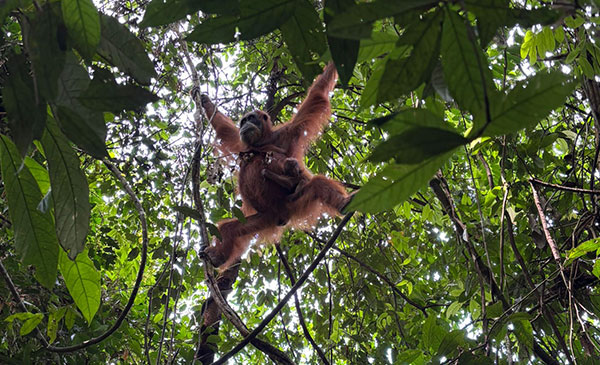 1-Day-Jungle-Trek