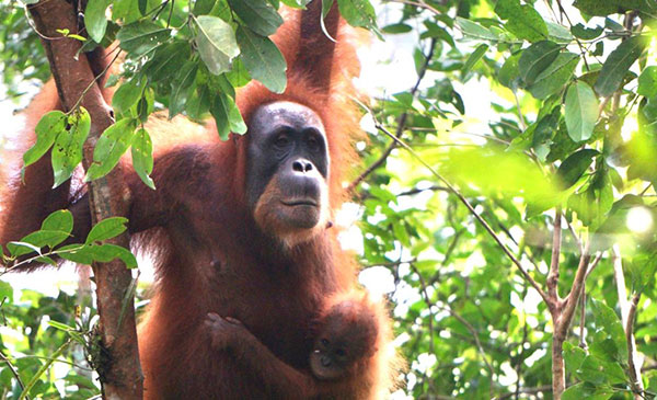 3-Hours-Jungle-Trek