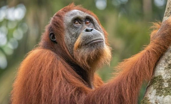 4-Day-Orangutan-Trip-Bukit-Lawang-Berastagi-Lake-Toba