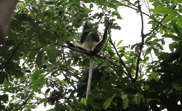 6-Days-Jungle-Trek
