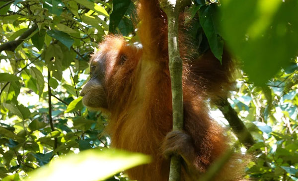 7-Days-Jungle-Trek