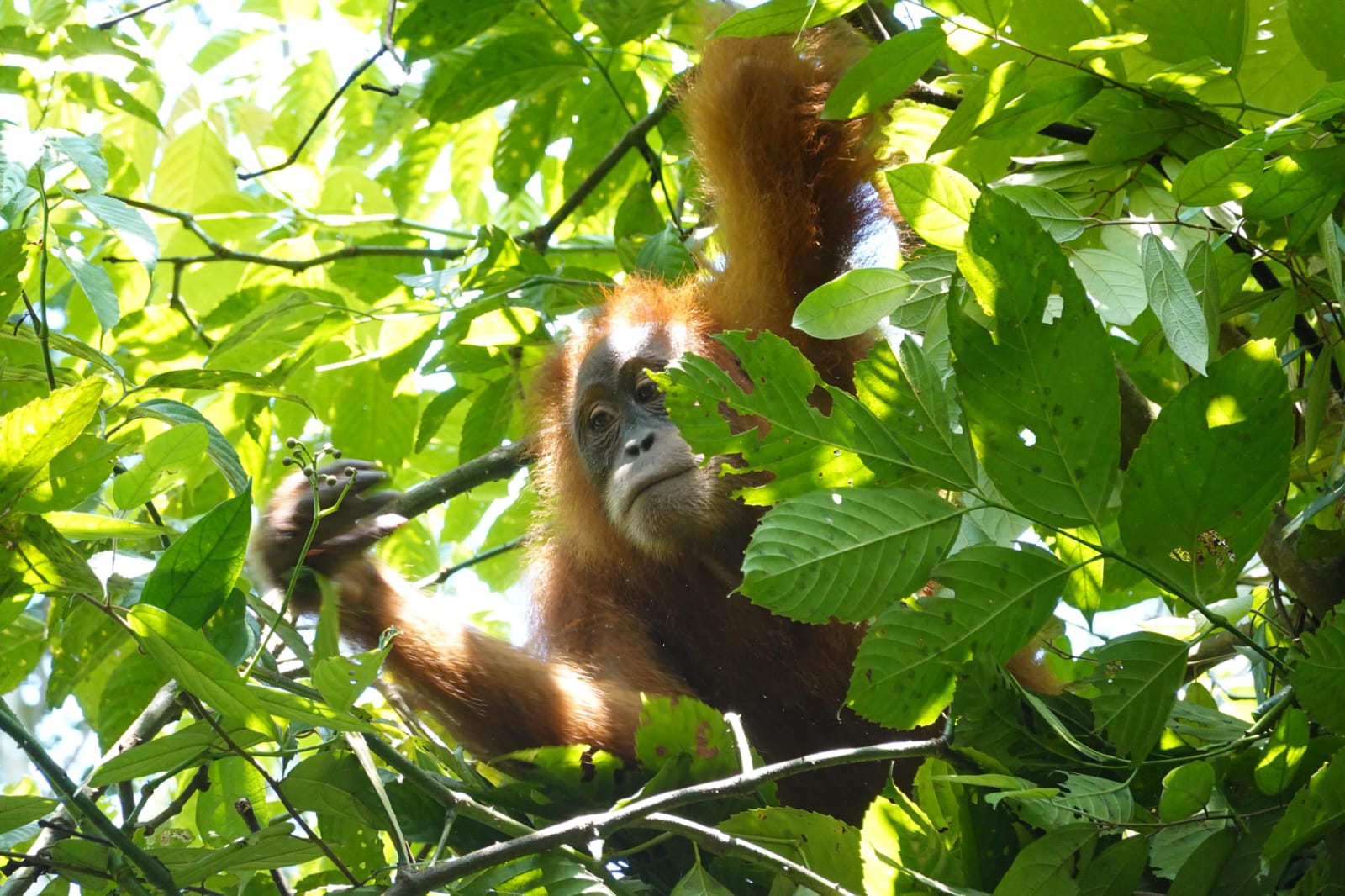 Orangutan Inn