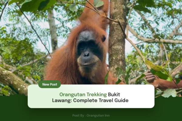 Orangutan-Trekking-Bukit-Lawang-Complete-Travel-Guide